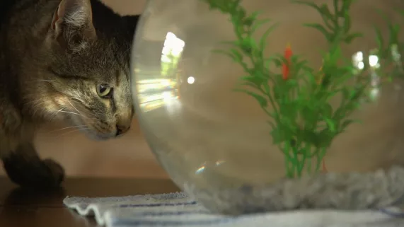 Marcel et le poisson © Bonne Compagnie