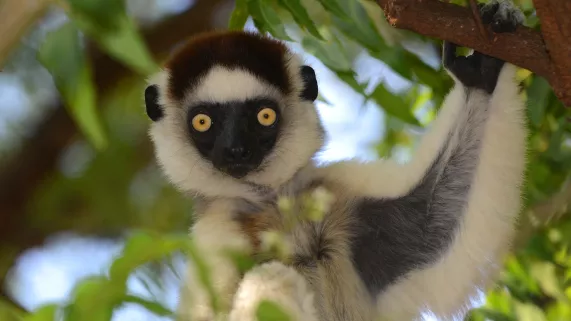 © Sky Vision L'ODYSSÉE DES PRIMATES