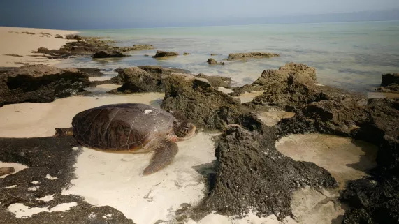 LES ILES ÉPARSES AVEC SYLVAIN TESSON
