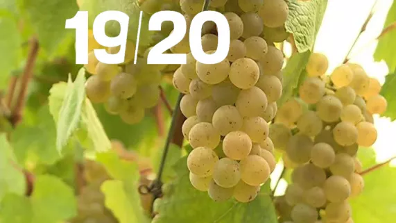 19/20 spécial vendanges - crédit Olivier Bouillon FTV 19/20 spécial vendanges - crédit Olivier Bouillon FTV