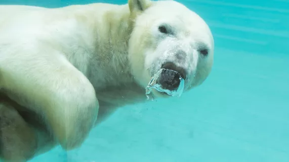 Nathalie GUYON/ FTV UNE SAISON AU ZOO