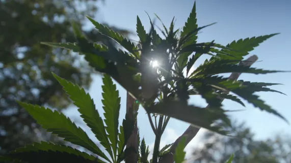 Les promesses du chanvre 