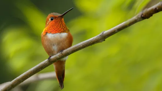 © Shutterstock / Menno Schaefer / BBC PETITS ANIMAUX MIRACLES DE LA NATURE