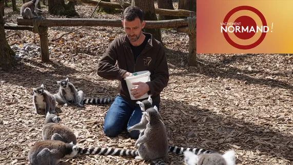 Vachement normand au zoo de Cerza Vachement normand au zoo de Cerza