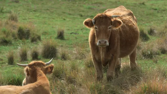 ARCHIPELS : LE MAL DE L'OMBRE