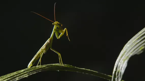LES PARCS NATURELS... EN MINUSCULE : LA GUYANE ET L’ÎLE DE LA RÉUNION