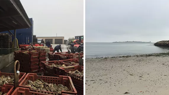 Editions spéciales à Saint-Vaast-la-Hougue Editions spéciales à Saint-Vaast-la-Hougue