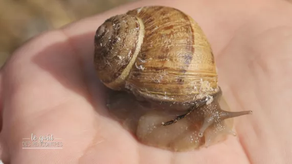 Un escargot