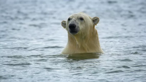 UNE PLANÈTE, DEUX MONDES SAUVAGES