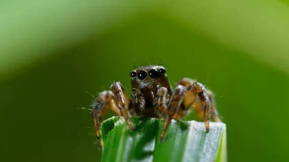 UNE PLANÈTE, DEUX MONDES SAUVAGES