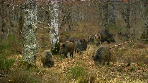 invasion sangliers CREDIT Transparences Productions invasion sangliers CREDIT Transparences Productions