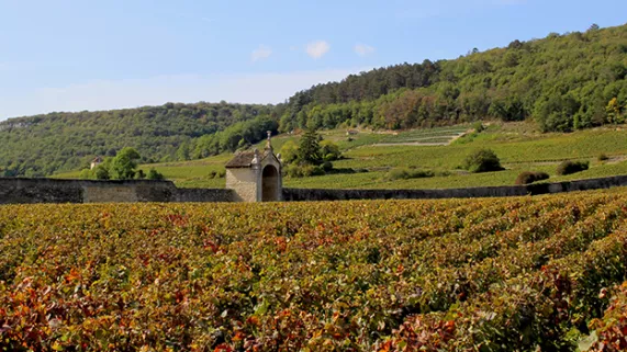Gevrey-Chambertin  © Xavier Massip Saint-Vincent Tournante 2020