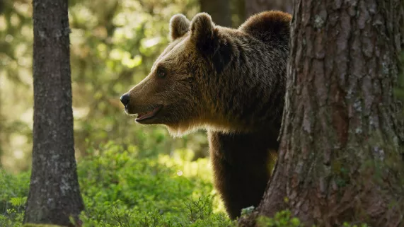 © BBC UNE PLANÈTE, DEUX MONDES SAUVAGES