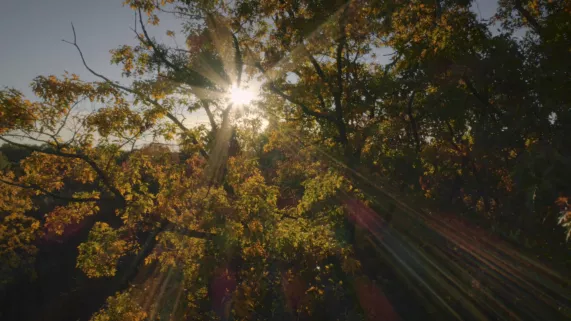 © Hauteville Productions – INRAE – 2020 LE GÉNIE DES ARBRES