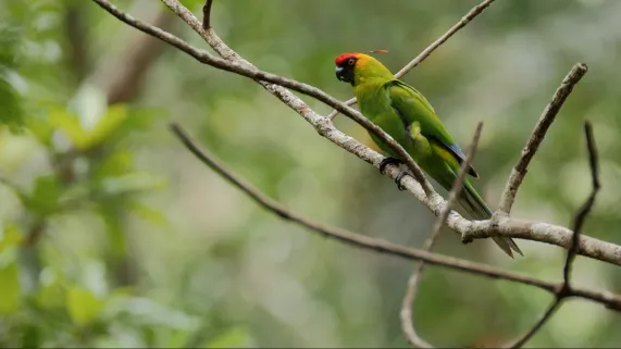L'Île sauvage L'Île sauvage