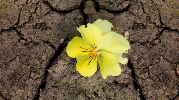 LES CHEMINS DE LA FOI