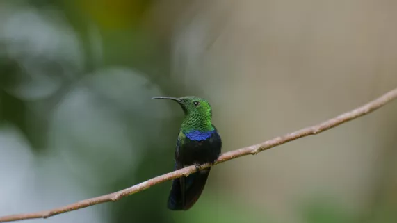 GUADELOUPE, DES CIMES A L'OCEAN