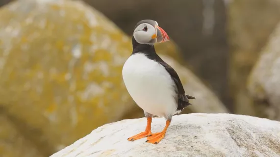 © Winter Productions SUR LE FRONT DES ANIMAUX MENACÉS