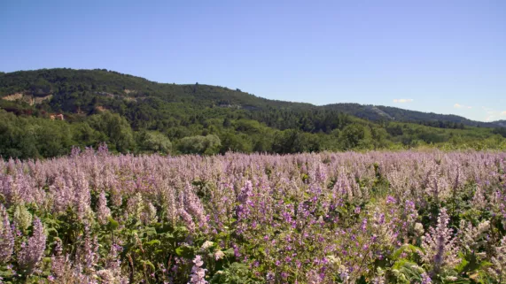 NOS PRAIRIES VALENT DE L'OR