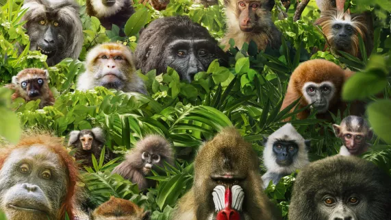 SOIRÉE SPÉCIALE "PRIMATES" : PRIMATES, LA FORCE DU CLAN & DANS LE SECRET DES PRIMATES         