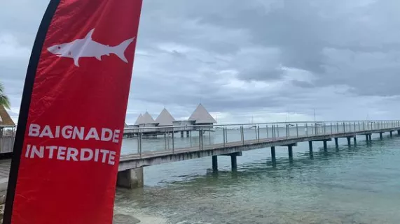 risque requin