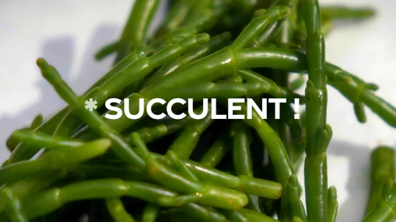 Succulent ! - La salicorne - CREDIT FTV