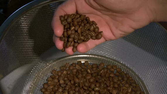 Café calédonien : l’alchimie d’un pays