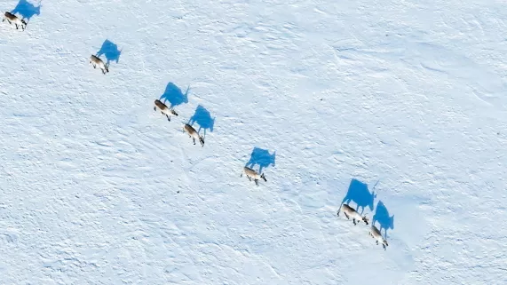 L'odyssée des caribous
