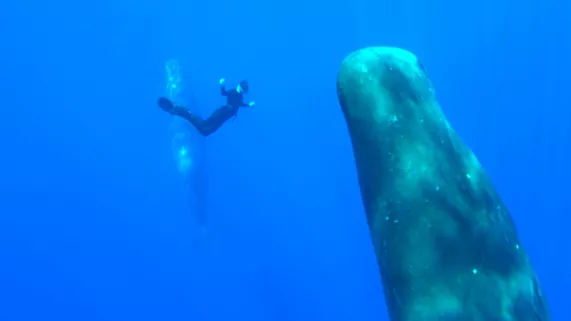 Deep Blue Horizons