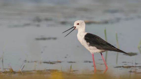Hable Echasse ©Stéphane BOUILLAND