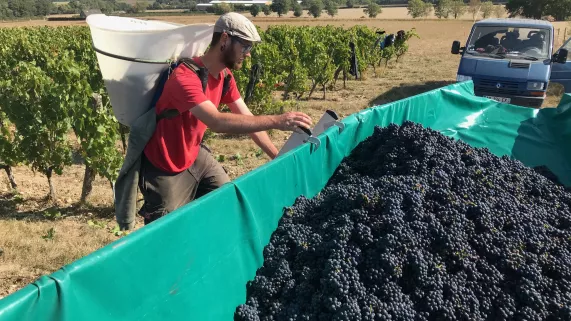 Vendanges - Enquêtes de région