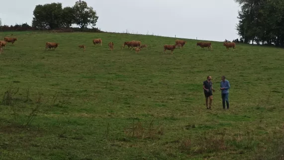 La sphère éco - l'élevage bovin