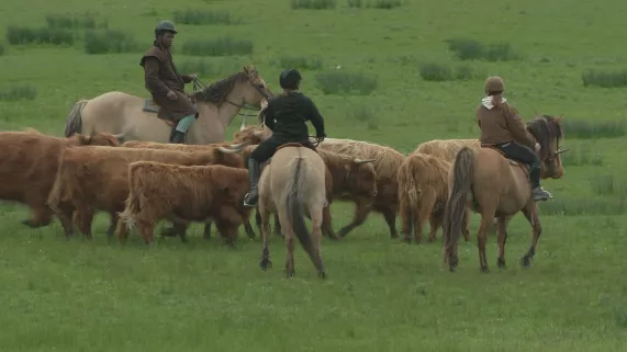 LE MARQUENTERRE (c) HIKARI