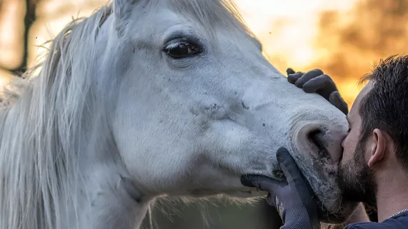 Le bien-être animal Le bien-être animal