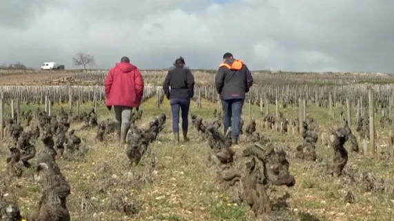 Un sens à la vigne Un sens à la vigne