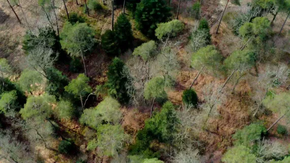 Enquêtes de Région - forêts