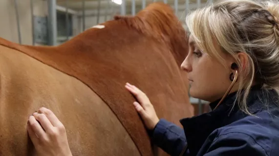 Au coeur des bêtes CREDIT Sancho & Co 