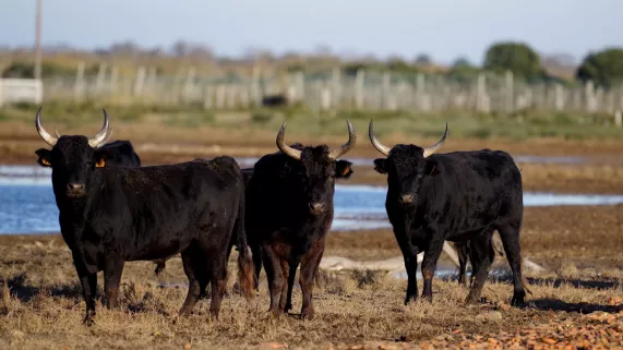Trois taureaux noirs