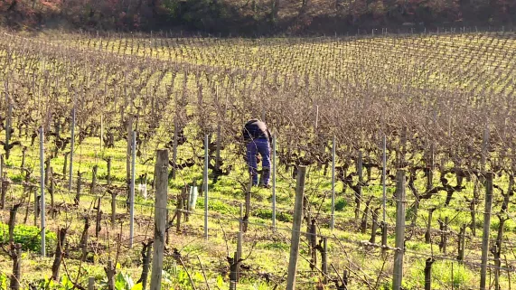 Crise viticole Crise viticole
