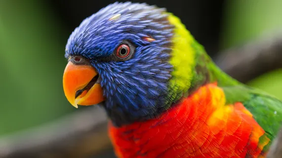 Biodiversité Martinique