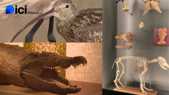 ici 12/13 Alsace et ici 19/20 Alsace au musée zoologique de Strasbourg