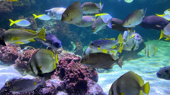 Aquarium de La Rochelle Aquarium de La Rochelle
