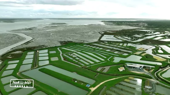 NoA sur mer Ile d'Oleron NoA sur mer Ile d'Oleron