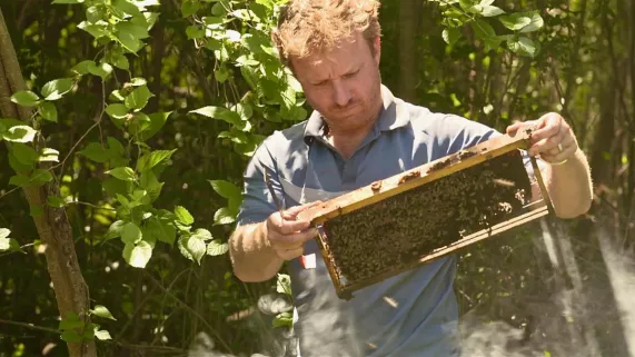 L’île de La Réunion abrite une faune et une flore exceptionnelles, constituant un véritable « hotspot » de la biodiversité, avec de nombreuses espèces endémiques. Un territoire avec des espaces préservés, qui a fourni au fil des siècles une diversité d’habitats pour les abeilles. Leur capacité à polliniser les plantes fait des abeilles un atout majeur pour la flore indigène. L’abeille Apis mellifera unicolor polliniserait 40 à 70 % des plantes réunionnaises.