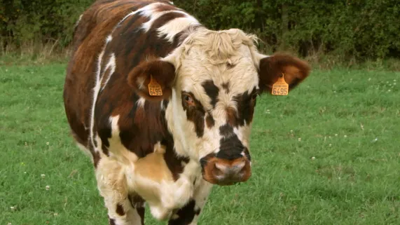 LES APPRENTIS EN HERBE© Les Films du Balibari