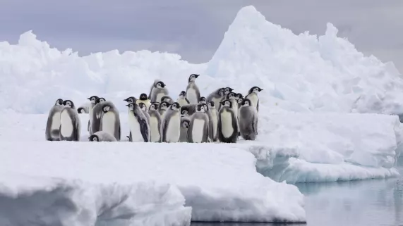 Royaumes de glace