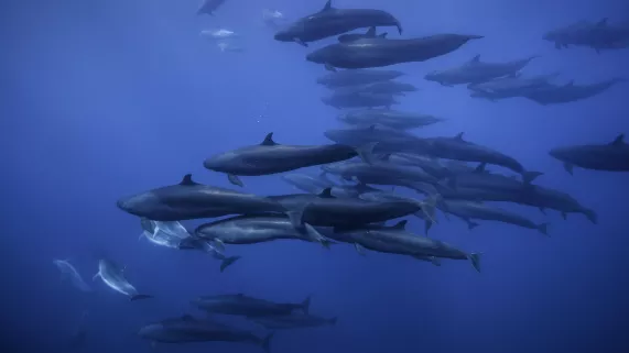 Planète bleue : un seul océan Planète bleue : un seul océan