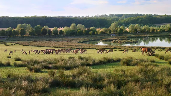 Plaine des cerfs au Parc animalier de Sainte-Croix Plaine des cerfs au Parc animalier de Sainte-Croix