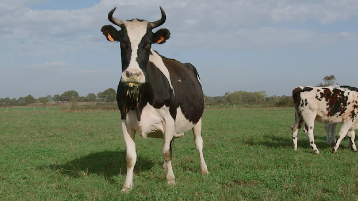 Le veau, la vache et le territoire Le veau, la vache et le territoire