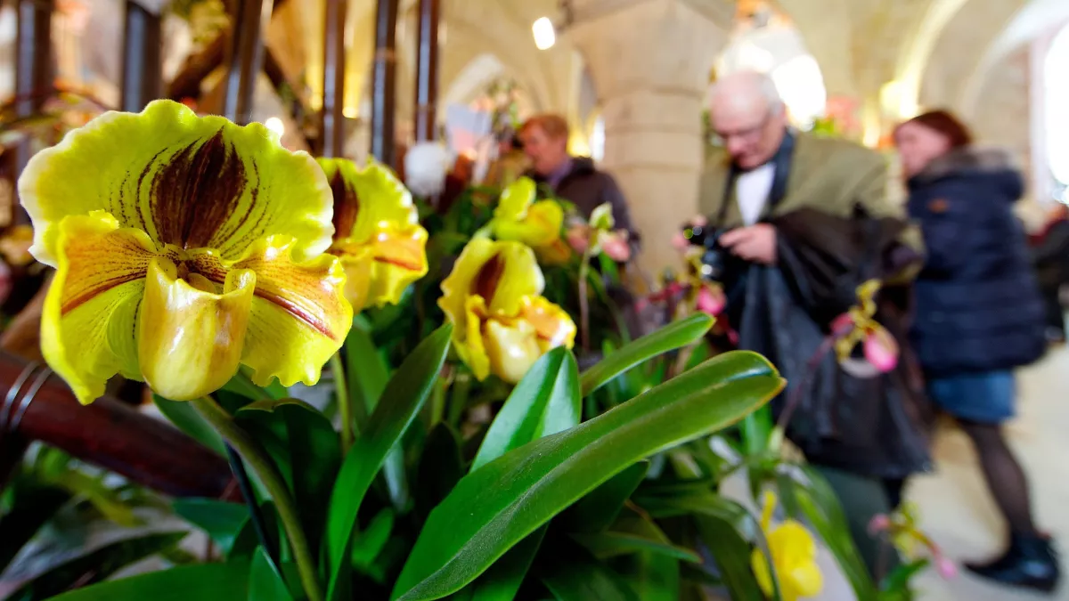 Orchidées à Vaucelles Copyright MAXPPX
